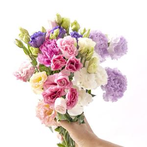 화훼농가 살리기 리시안셔스 생화 정직한반단 보존제증정 색상혼합 특상품 오래보는 꽃배달