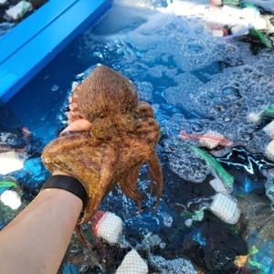 산지직송 당일조업 여수 활 돌문어 1kg 1-4미 단지 문어