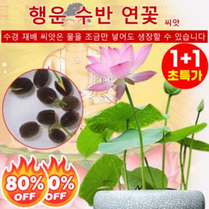 1+1 운세 전환 재물운 초래 관상용 수경 재배 연꽃 씨앗  미니 연꽃 씨앗