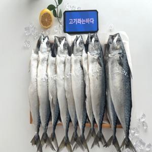 국내산 부산 다대포 손질 뚱뚱 자반 고등어 대 10마리 대짜 / 30cm-33cm 310g 간고등어 천일염작업