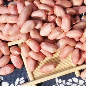 햇 생땅콩 생알 땅콩 큰알 땅콩 품질보증 5KG