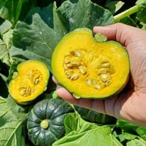 3kg 미니 단호박 제철 밤호박 소크기 8~15과 가정용 농가 산지 무료배송