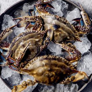 (신선집중) 태안 자연산 통통 활 꽃게 2kg 6-10미/1일 500개 한정 특가찬스