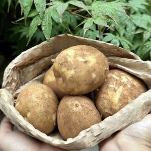국내산 햇 감자 수미 두백 5kg(특) 90-120g