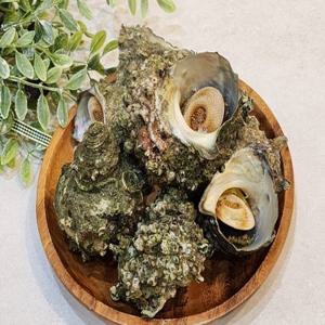 뿔소라 1kg (5-9미) 국내산 생물 술안주