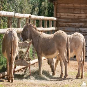 라 바르벤 동물원 입장권