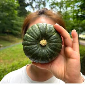 제주 미니 단호박 10kg 밤호박 보우짱 특품 산지직송 국내산