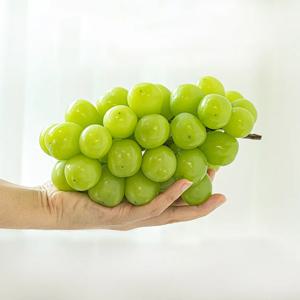 고당도 샤인머스켓 망고스킨 1kg 1-2수