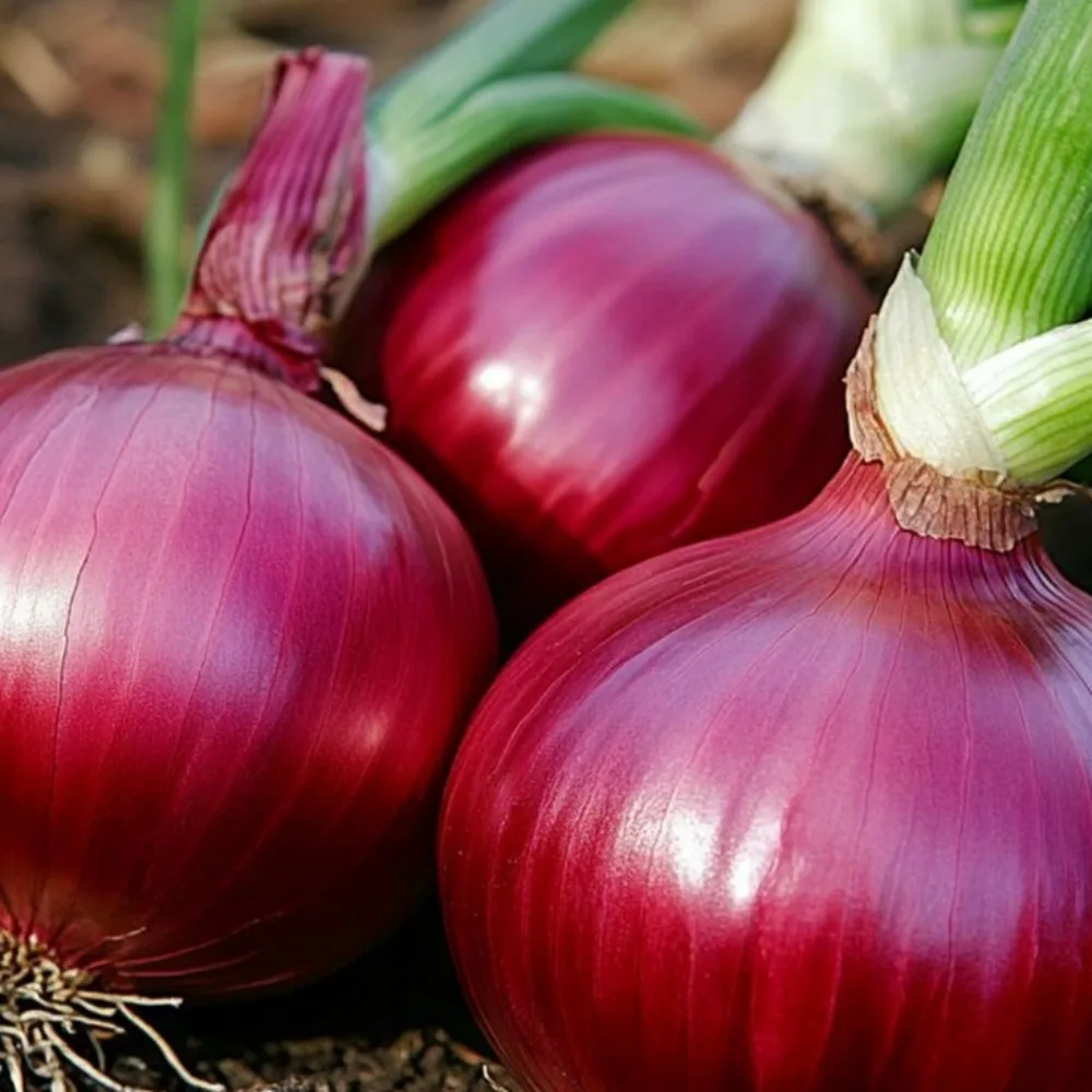 무안 적양파 자색양파 3kg 5kg 10kg 선택