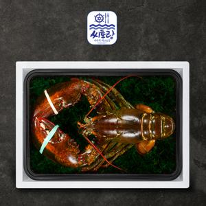 [씨토랑]프리미엄 점보 활랍스터세트 1미 2.5kg/마리당 2.3-2.7kg