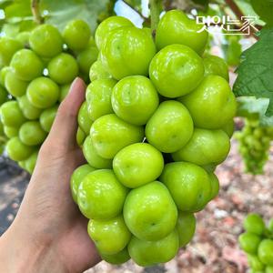 프리미엄 샤인머스켓 2kg 내외 (3-4수) 실중량 고당도 망고포도