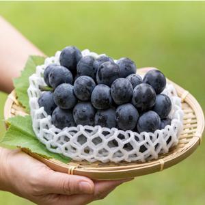 특품 캠벨포도 고당도 1kg 초고당도 산지직송 꿀 포도