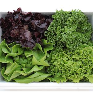 쌈채소 600g / 1kg 입맛돋구는