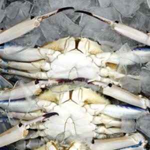 당일조업 얼음포장 서해안 생물 꽃게 2kg 25년 가을꽃게 풍년입니다 특가로 구매하실 수 있는 절호의 기회