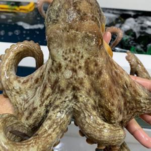 (신선집중) 국내산 당일조업 자연산 활 돌문어 1kg(1-3미) 여수 문어