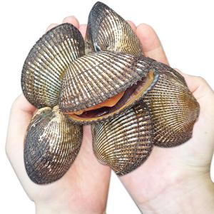 국내산 제철 남해안 피꼬막 피조개 3kg 45-60미