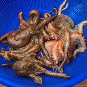 (신선집중) 국내산 활 돌문어 당일조업 1kg 2-4미 + 2개 구매 시 초장 증정