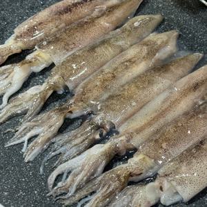 국내 원양 통찜용 총알한치 500g X 4(2kg) 특별할인 행사중