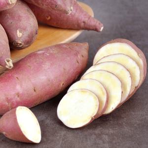 [농협] GAP인증 세척 밤고구마 2kg(특상/개당100-300g)