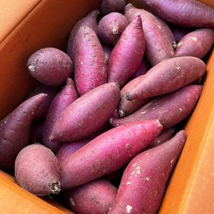 25년 국내산 햇 세척 꿀밤고구마 3kg(특상)