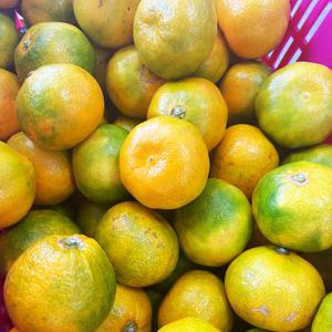 [실중량] 제주 조생 감귤 4.5kg 못난이 혼합과