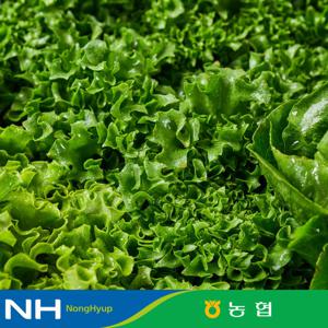 [동김제농협] 유러피안샐러드 4종 랜덤 1kg 대용량 야채믹스 채소믹스