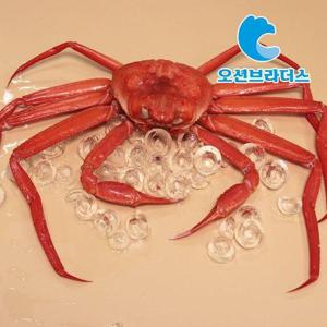 갤러리아_포항 산지직송 홍게 자숙홍게 생물기준 3kg 고급형
