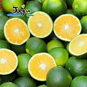 제주 산지직송 청귤(풋귤) 5kg