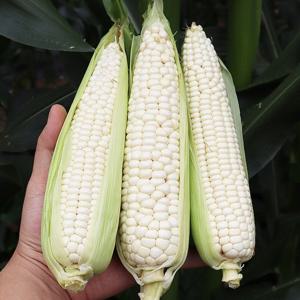 여름철 국민간식 쫀득하고 찰진 강원도 냉동미니옥수수 30입