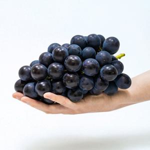 고당도 프리미엄 거봉 2-3송이 (1.5kg) 알알이 꽉 찬 포도 거봉포도 고당도 선물 세트 여름 제철 과일