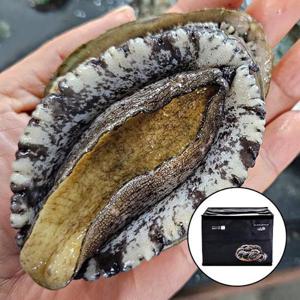 완도 활 전복 선물세트 왕특대 1kg 8미(세척솔+칼 증정)