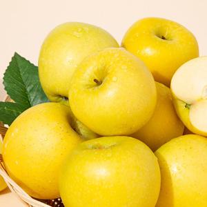 [더조은] 황금사과 시나노골드 정품 5kg 23-28과