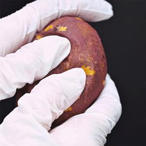 [25년수확] 해남 꿀 밤고구마 10kg 못난이 베니하루카