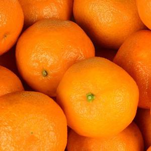 제주 노지감귤 5kg (S.M.L 로얄과)