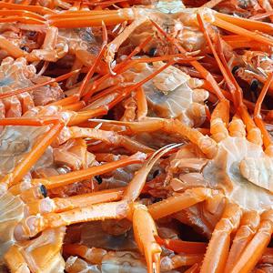 [더조은] 구룡포 고급 자숙 홍게 10마리 (개당 180-200g)