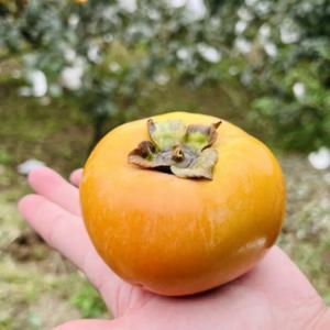 25년 햇 태추단감 1.5kg 2.5kg