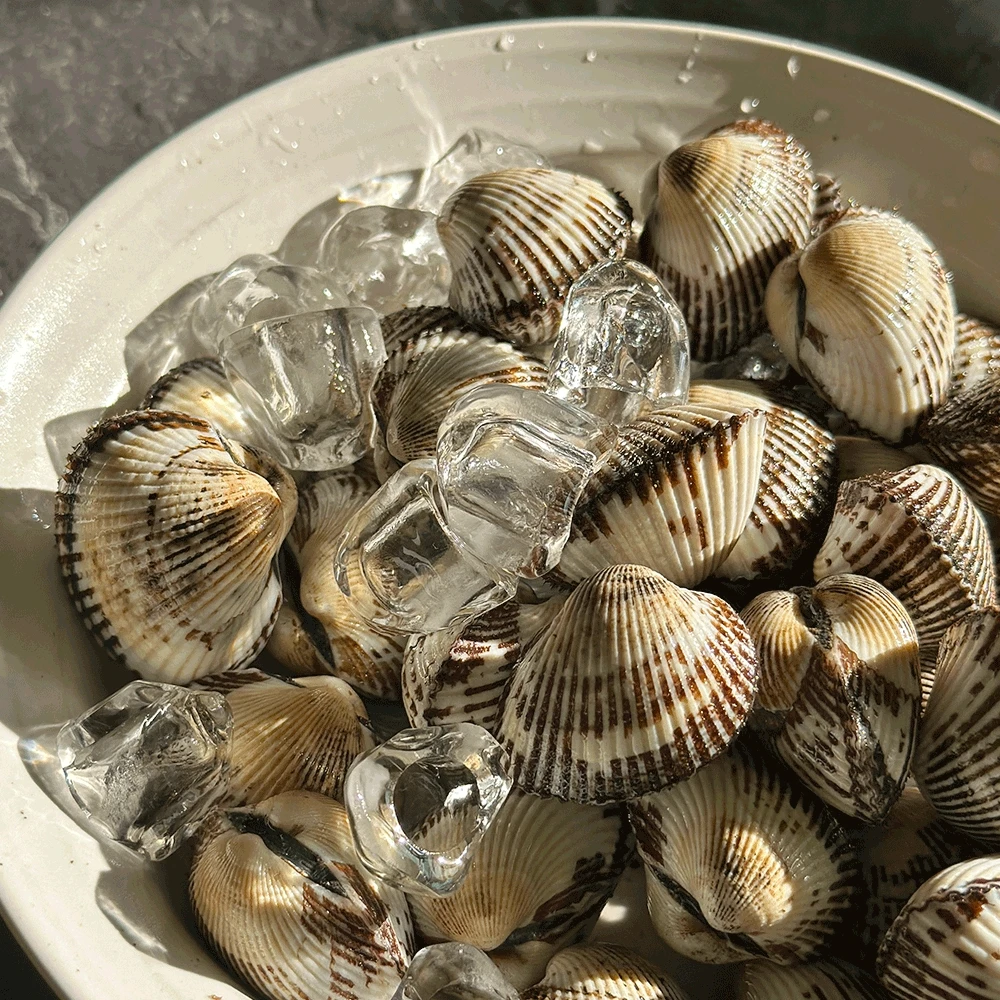 남해 벌교 새꼬막 1kg 부터. 중 상 대 특대 여자만 산지직송 신선한 꼬막 당일조업 당일발송