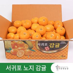 [지장샘농장] 달콤한 제주 서귀포 극조생 노지감귤 4.5kg 9kg