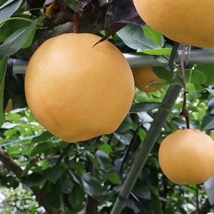 국내산 나주 문평 가정용 배 3kg