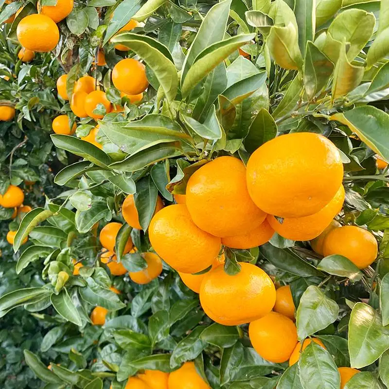 제주 제철 감귤 4.5kg~ 새콤달콤 신선 제주만감류 제주산지직송