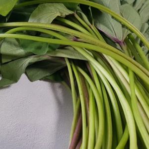 [푸디앤]  잎제거 고구마순 / 산지 통영,고성