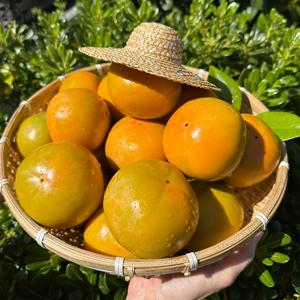 경남 단감 2kg 중소과 12~13과