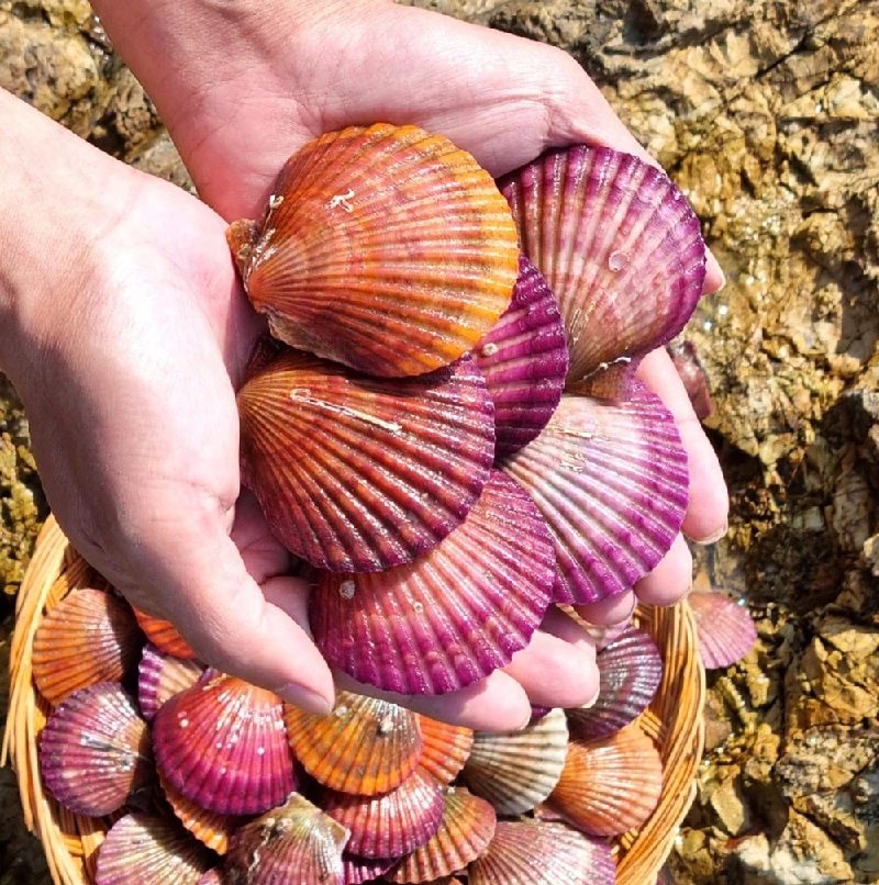 통영 홍가리비 1kg~ 통영산 특품 싱싱 당일조업 산지직송 쫄깃 감칠맛 풍부!(아이스박스+아이스팩 포장)