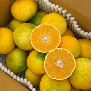 황금향 제주황금향 선물세트 가정용 가정용 3kg(실중량 2.5kg) / 중소과(21과내외) 특별할인판매