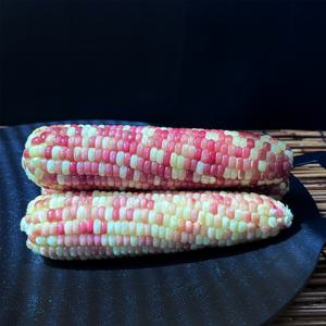 영양가득 100% 무첨가 홍찰특 옥수수 10개 간편조리 쫀득쫀득 찰진 식감과 자연그대로의 고소함을 가진 홍찰