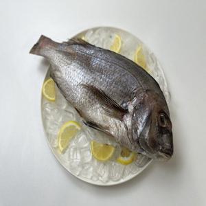국내산 반건조 참돔 제수용 참돔 1마리 900g 1.2kg 내외 / 원물 1.5kg 2kg / 손질 반건조 대짜 참돔