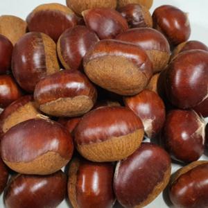 알밤 왕밤 햇밤 특대 2kg 25년 수확