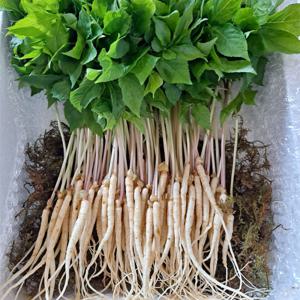 기쁨의농산 새싹삼 새싹인삼 50뿌리 대/중(15-25cm)