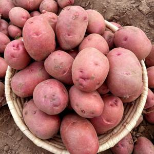 홍감자 햇감자 수미감자 자색 빨간 감자 10kg 대(찜용) / 사이즈는 옵션에서 확인하세요 / 배송비무료