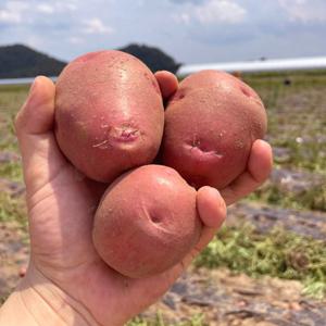 홍감자 햇감자 수미감자 카스테라 자색 빨간 감자 10kg / (수량한정) 배송비 무료 이벤트 진행 중